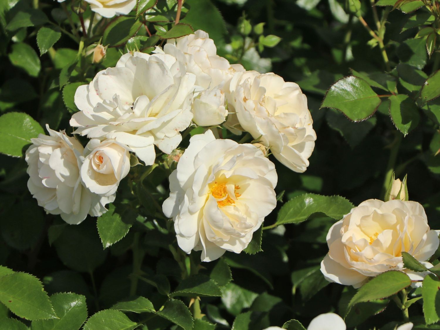 Beetrose 'Sirius' ® - Rosa 'Sirius' ® ADR-Rose