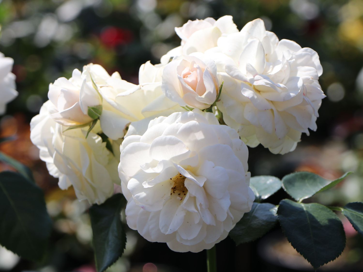 Beetrose 'Sirius' ® - Rosa 'Sirius' ® ADR-Rose