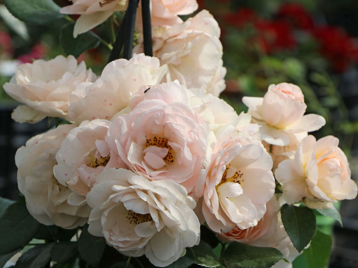 Beetrose 'Sirius' ® - Rosa 'Sirius' ® ADR-Rose