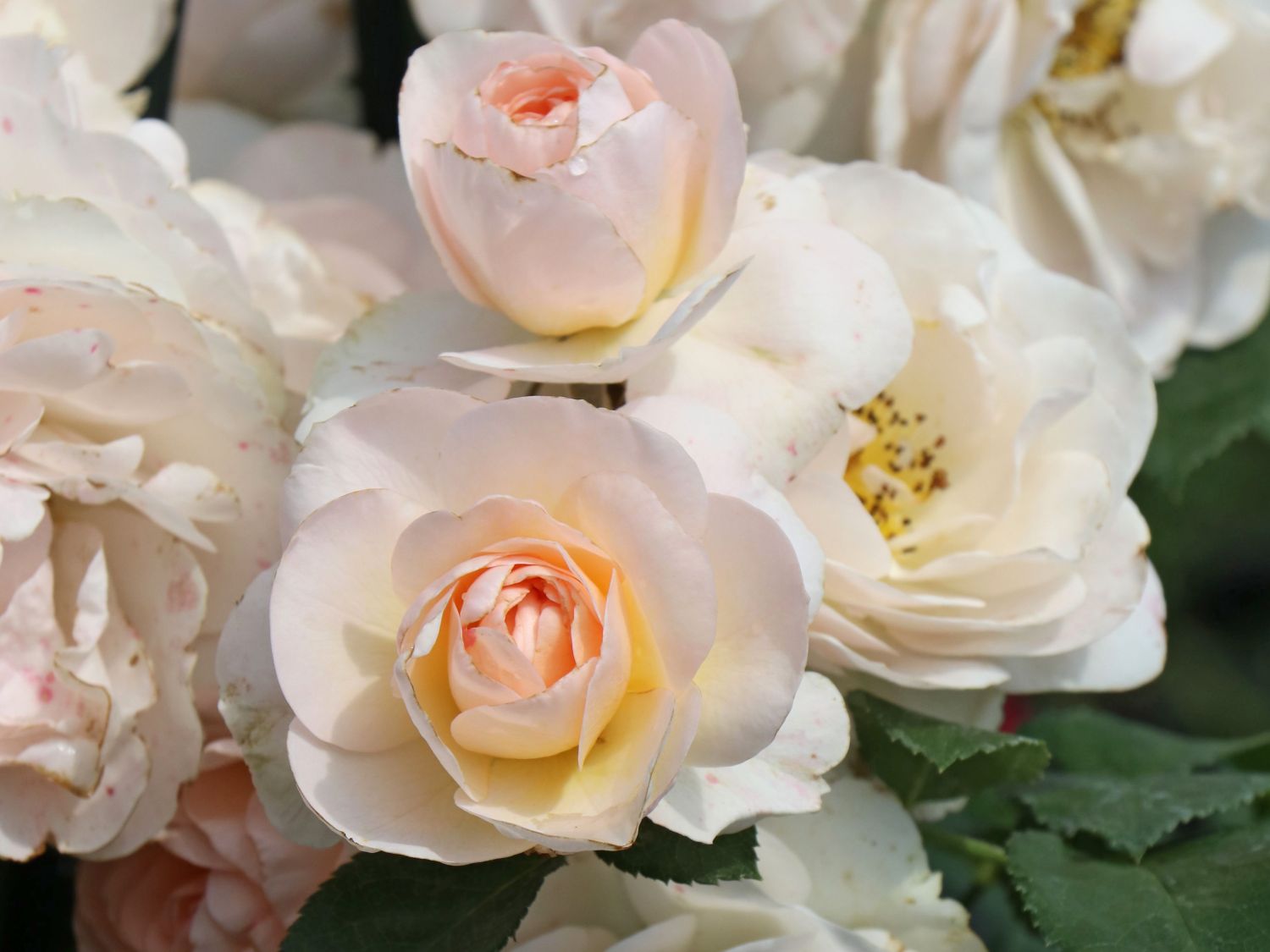 Beetrose 'Sirius' ® - Rosa 'Sirius' ® ADR-Rose