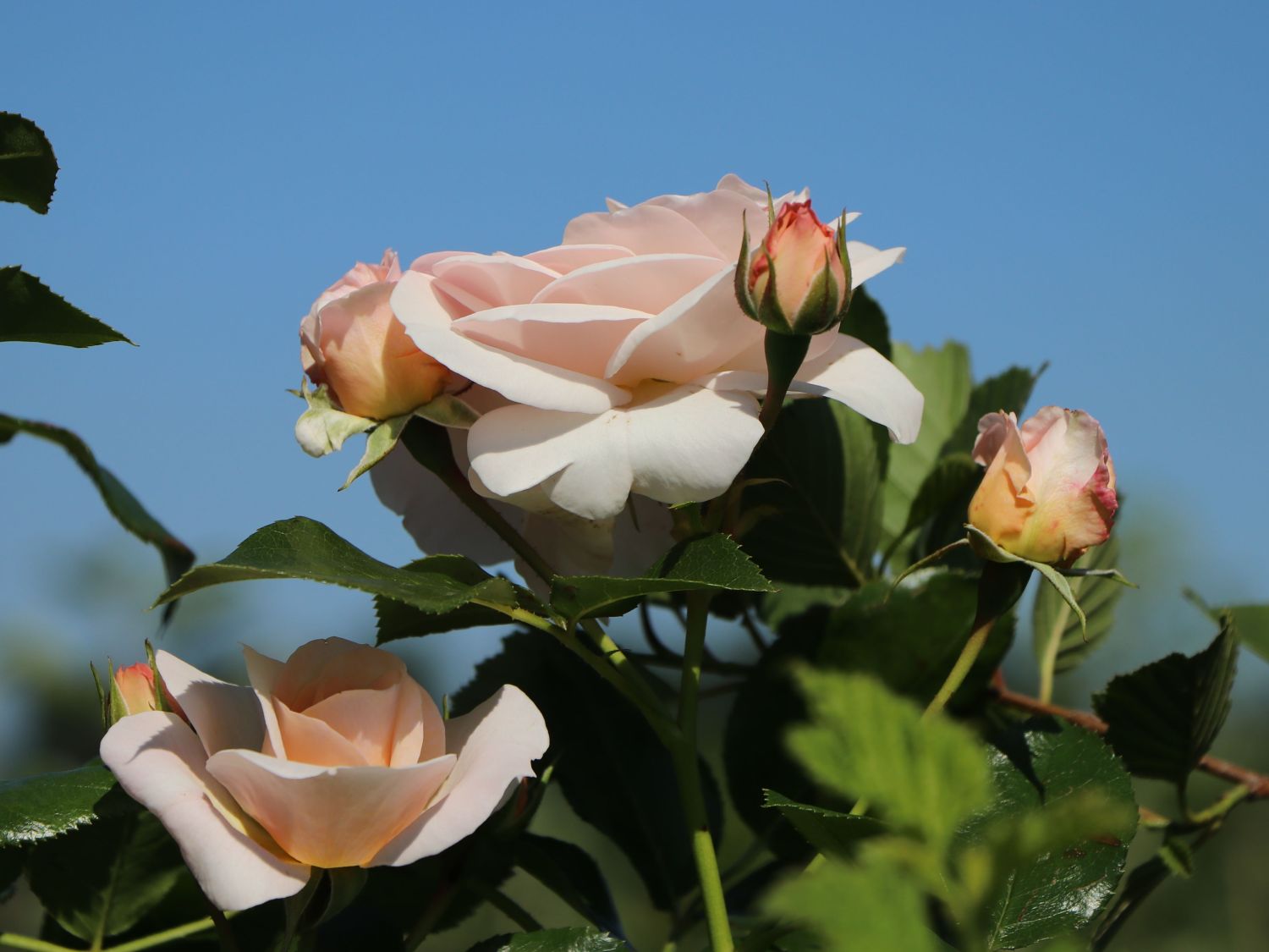 Beetrose 'Sirius' ® - Rosa 'Sirius' ® ADR-Rose