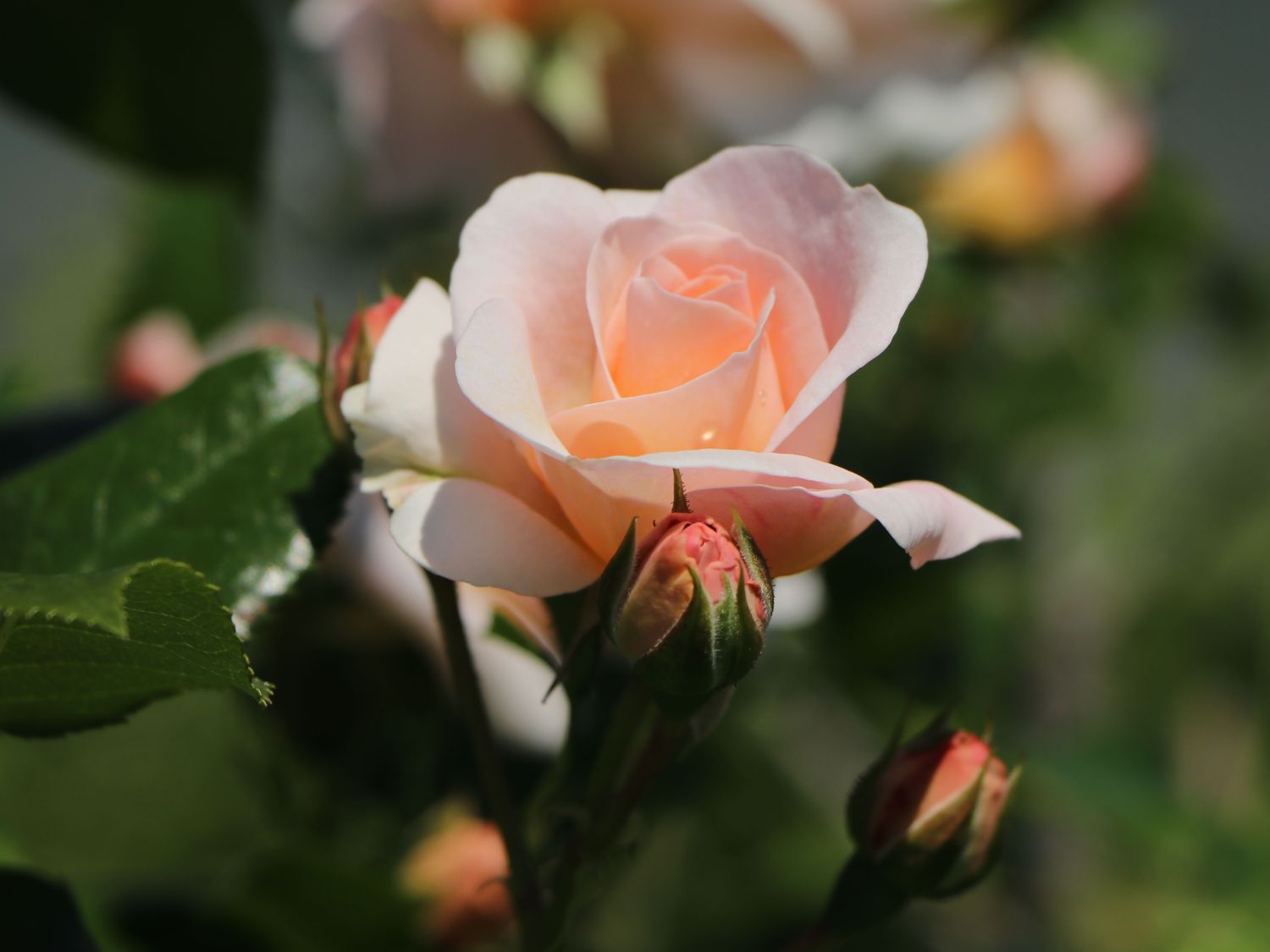 Beetrose 'Sirius' ® - Rosa 'Sirius' ® ADR-Rose