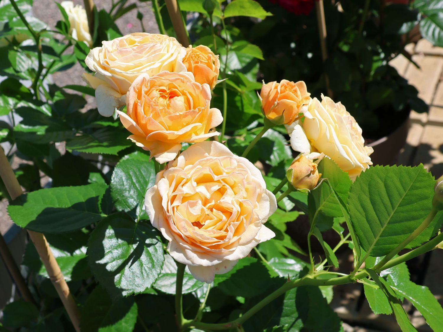 Beetrose 'Spotlight' ®