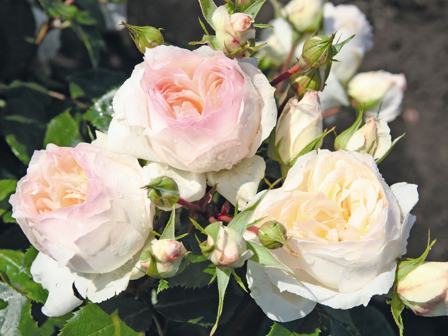 Beetrose 'Stephanie Baronin zu Guttenberg'