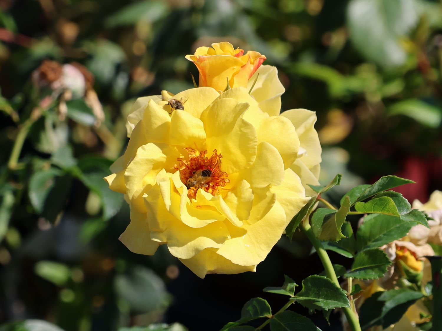 Beetrose 'Sunmaid' ® - Rosa 'Sunmaid' ® ADR-Rose