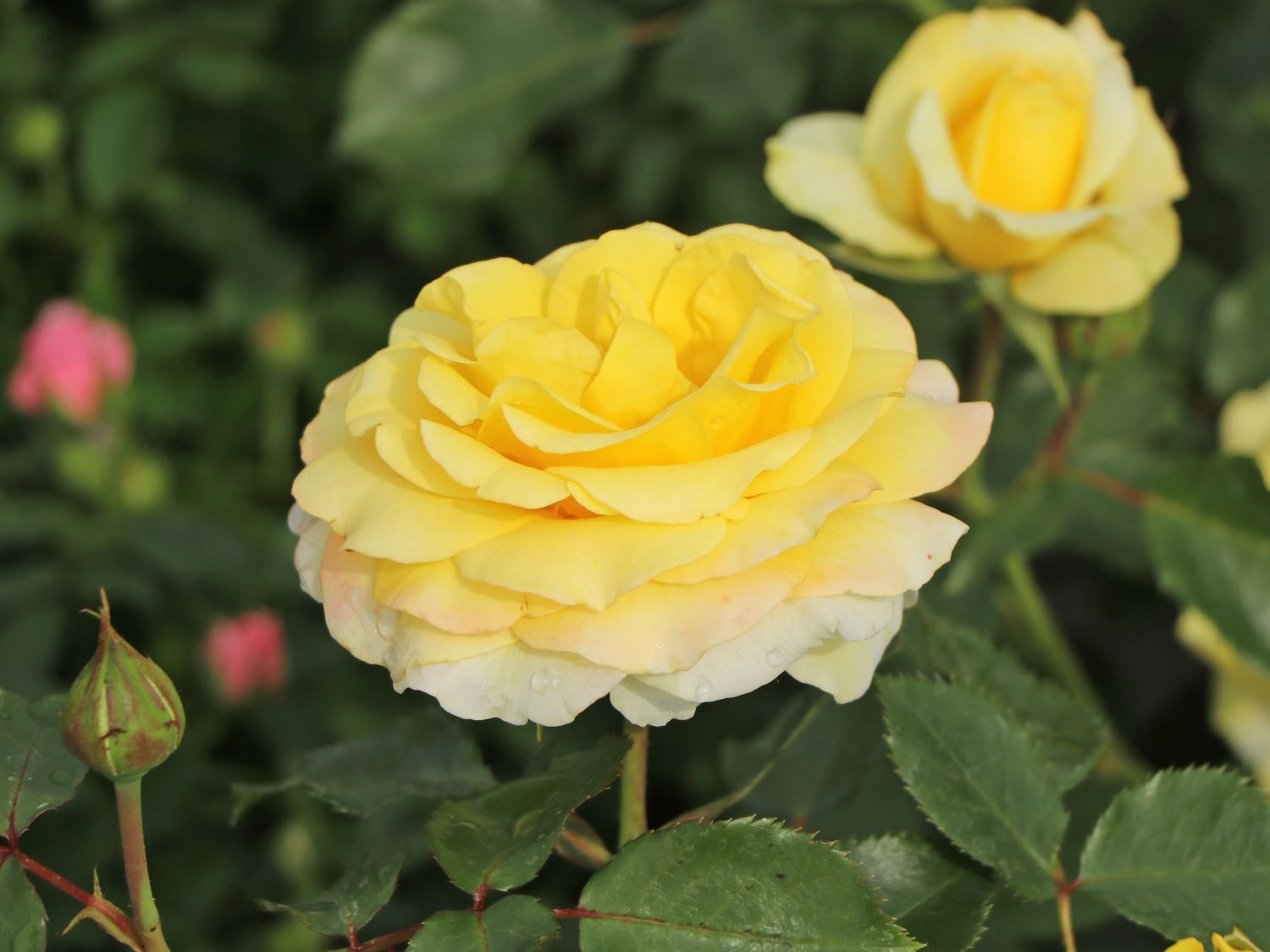 Beetrose 'Sunmaid' ® - Rosa 'Sunmaid' ® ADR-Rose