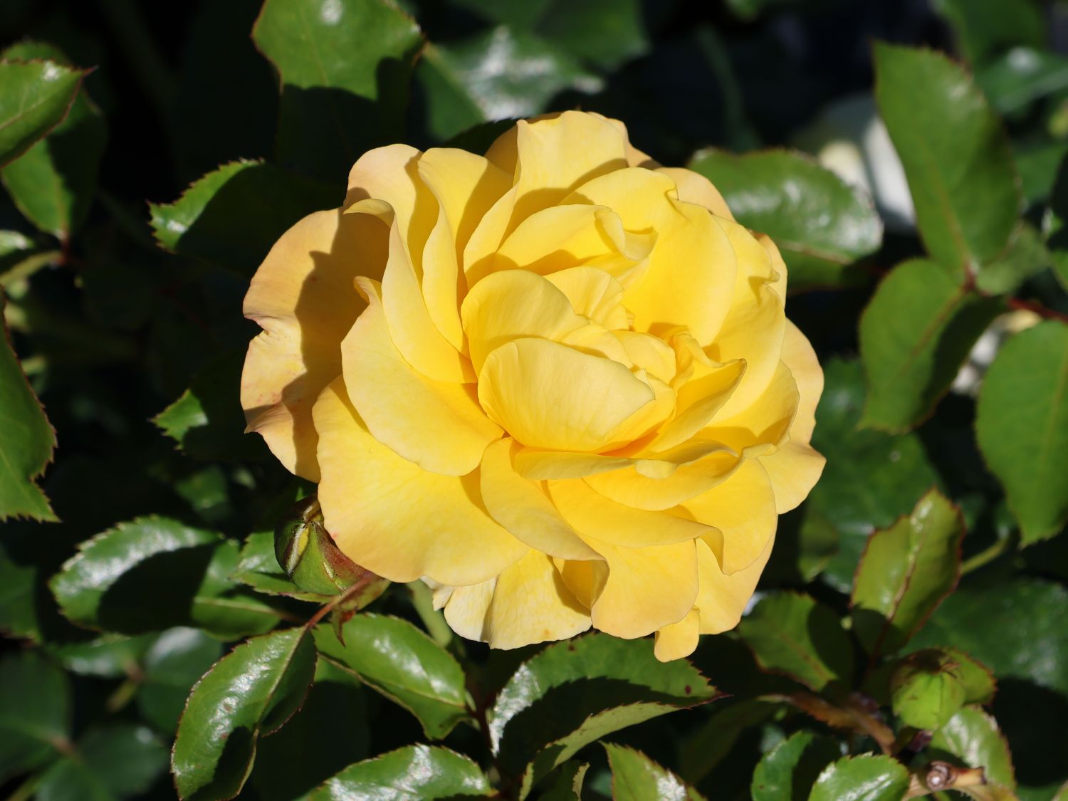 Beetrose 'Sunmaid' ® - Rosa 'Sunmaid' ® ADR-Rose