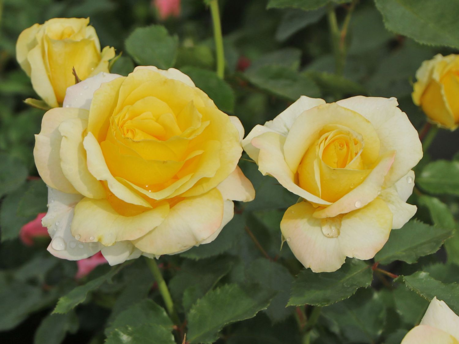 Beetrose 'Sunmaid' ® - Rosa 'Sunmaid' ® ADR-Rose