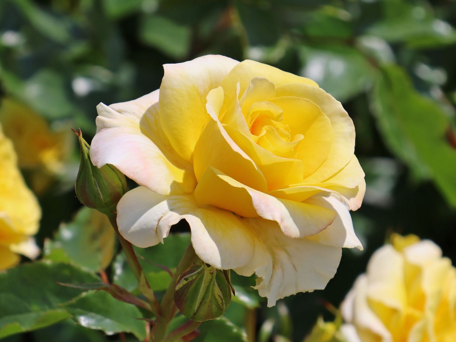 Beetrose 'Sunmaid' ® - Rosa 'Sunmaid' ® ADR-Rose