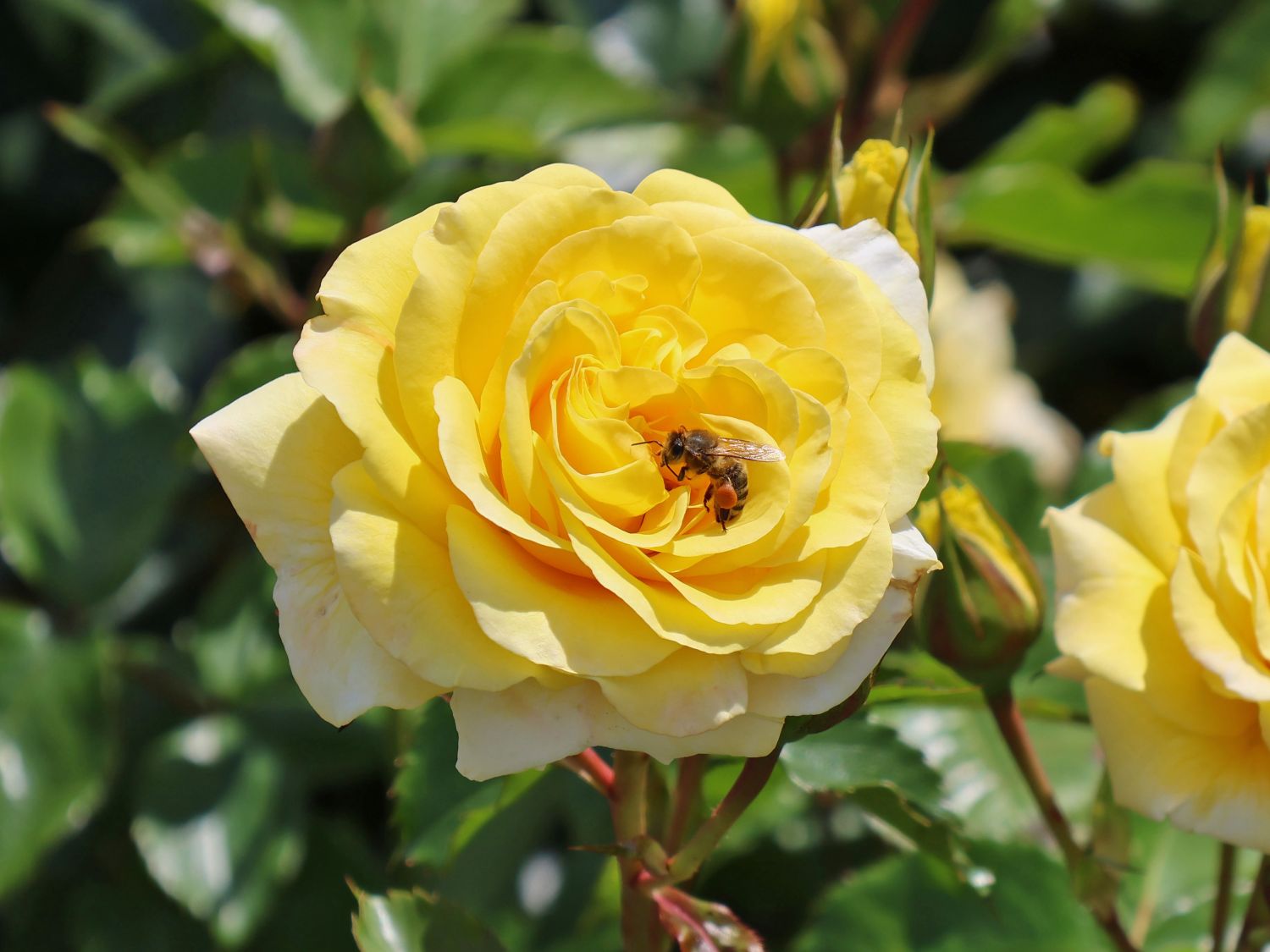 Beetrose 'Sunmaid' ® - Rosa 'Sunmaid' ® ADR-Rose