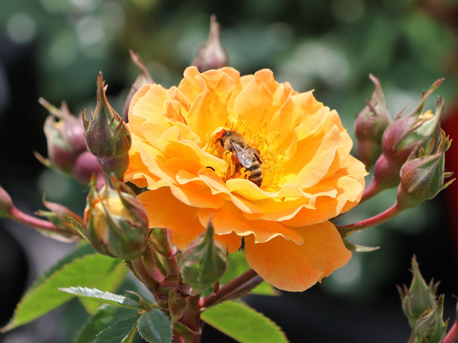 Beetrose 'Sunmaid' ® - Rosa 'Sunmaid' ® ADR-Rose