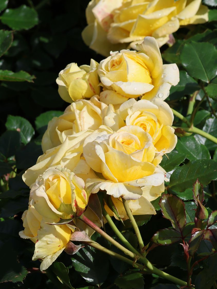 Beetrose 'Sunmaid' ® - Rosa 'Sunmaid' ® ADR-Rose