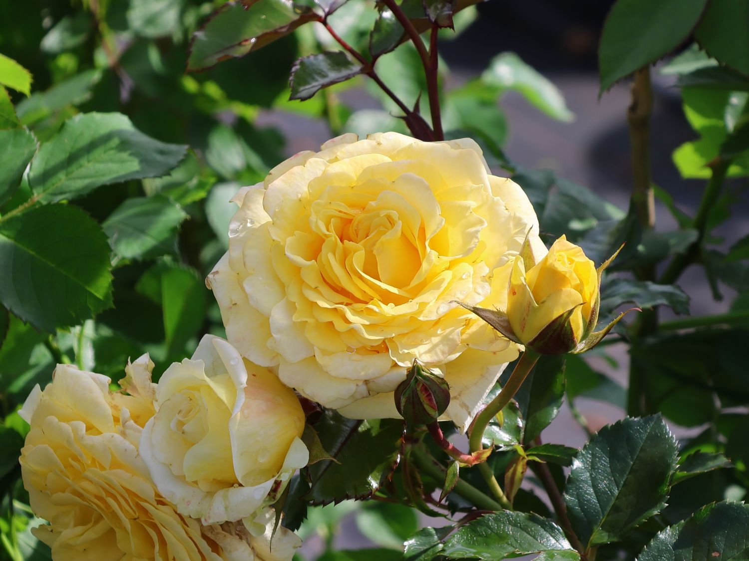 Beetrose 'Sunmaid' ® - Rosa 'Sunmaid' ® ADR-Rose