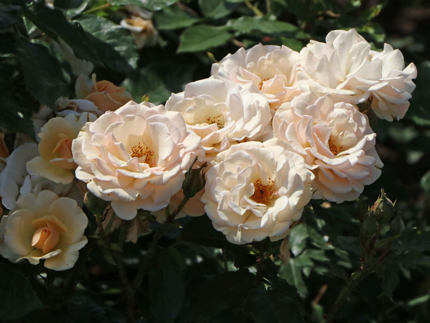 Beetrose 'Sweet Honey' ® - Rosa 'Sweet Honey' ® ADR-Rose