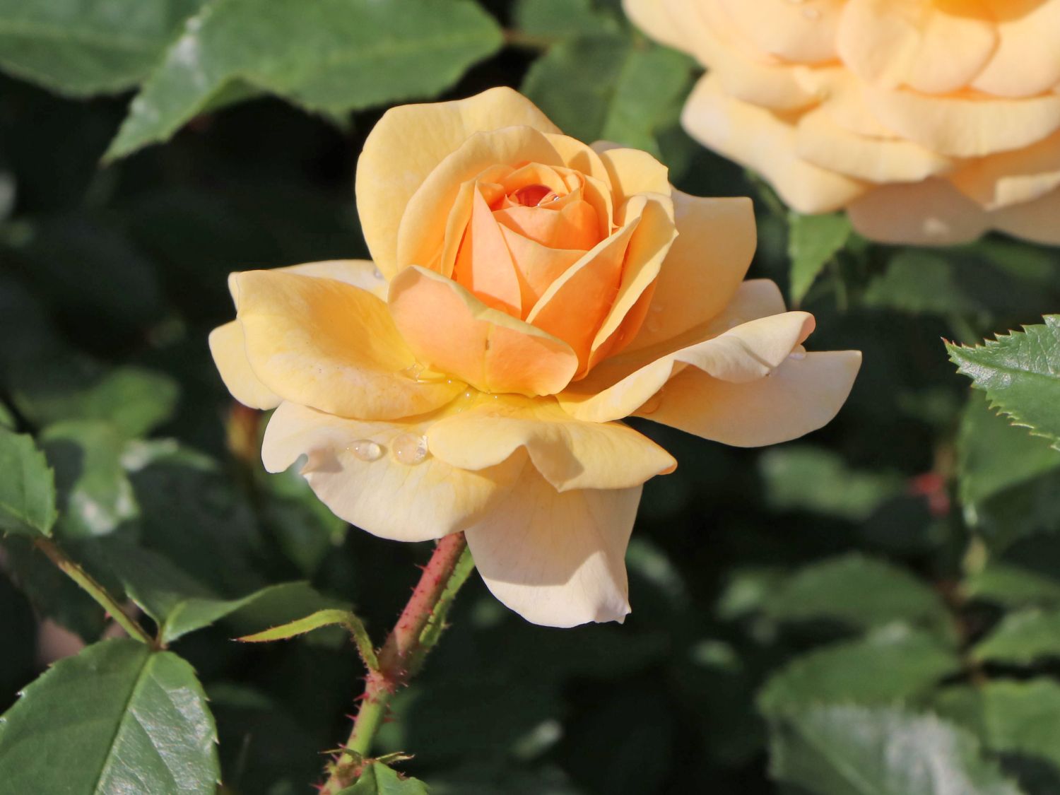 Beetrose 'Sweet Honey' ® - Rosa 'Sweet Honey' ® ADR-Rose