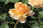 Beetrose 'Sweet Honey' ® - Rosa 'Sweet Honey' ® ADR-Rose
