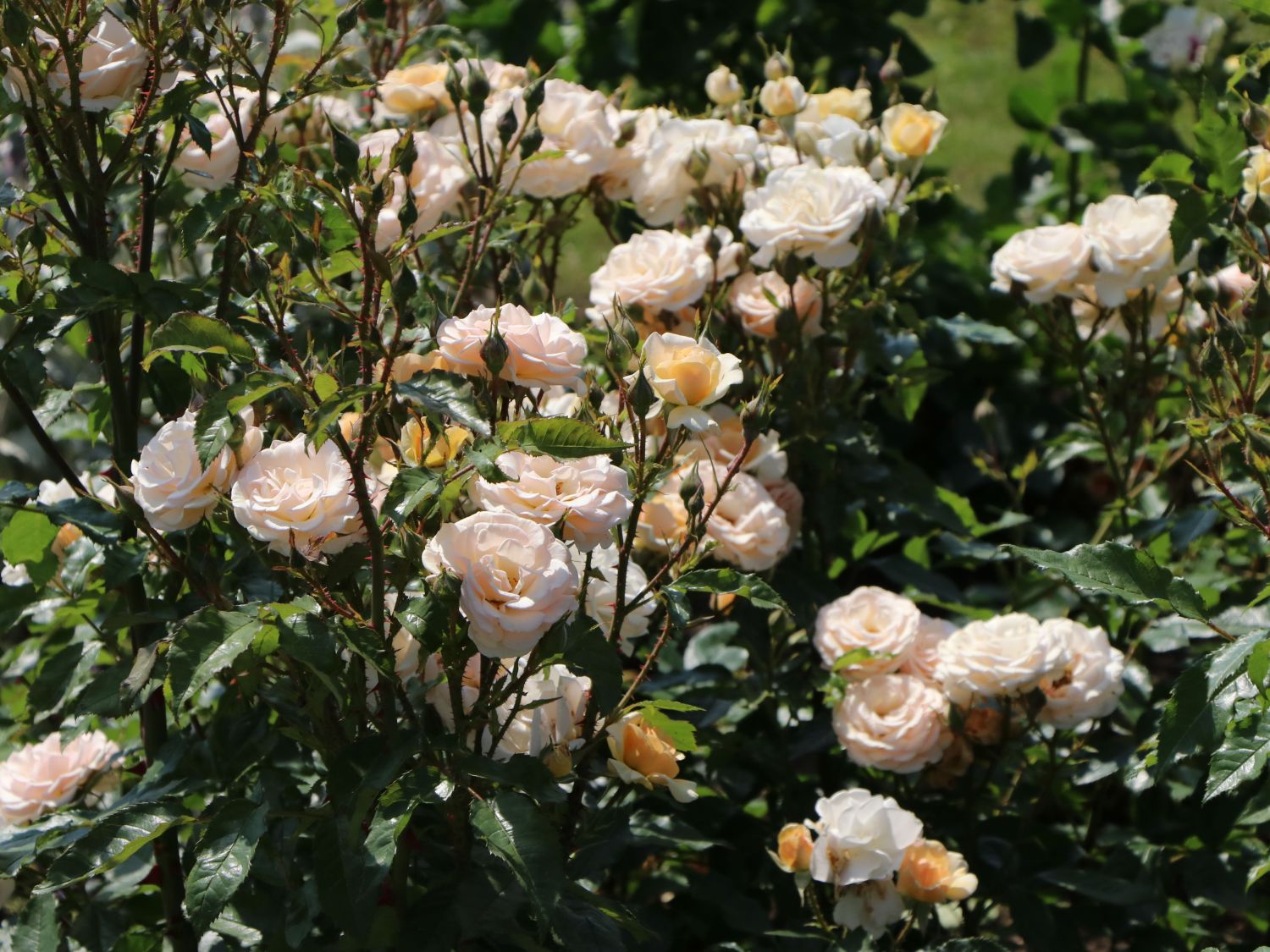 Beetrose 'Sweet Honey' ® - Rosa 'Sweet Honey' ® ADR-Rose