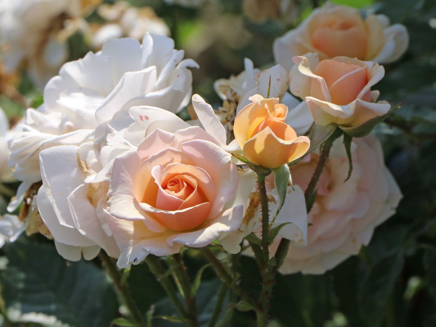 Beetrose 'Sweet Honey' ® - Rosa 'Sweet Honey' ® ADR-Rose