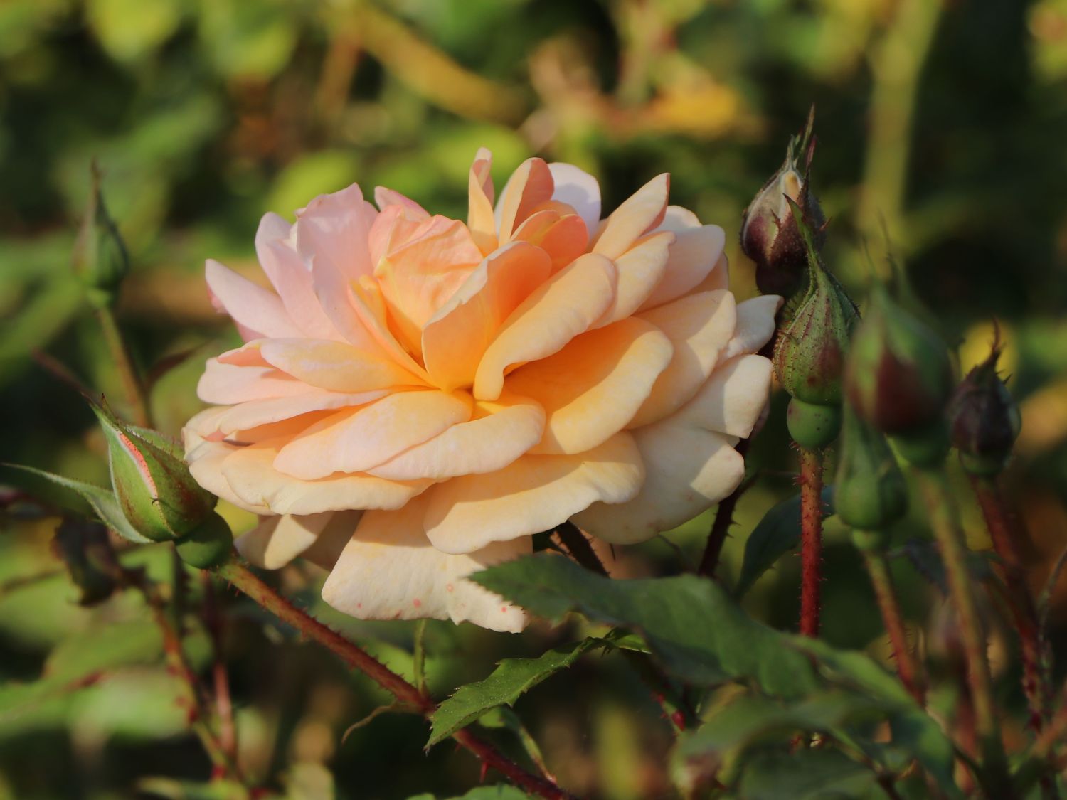 Beetrose 'Sweet Honey' ® - Rosa 'Sweet Honey' ® ADR-Rose