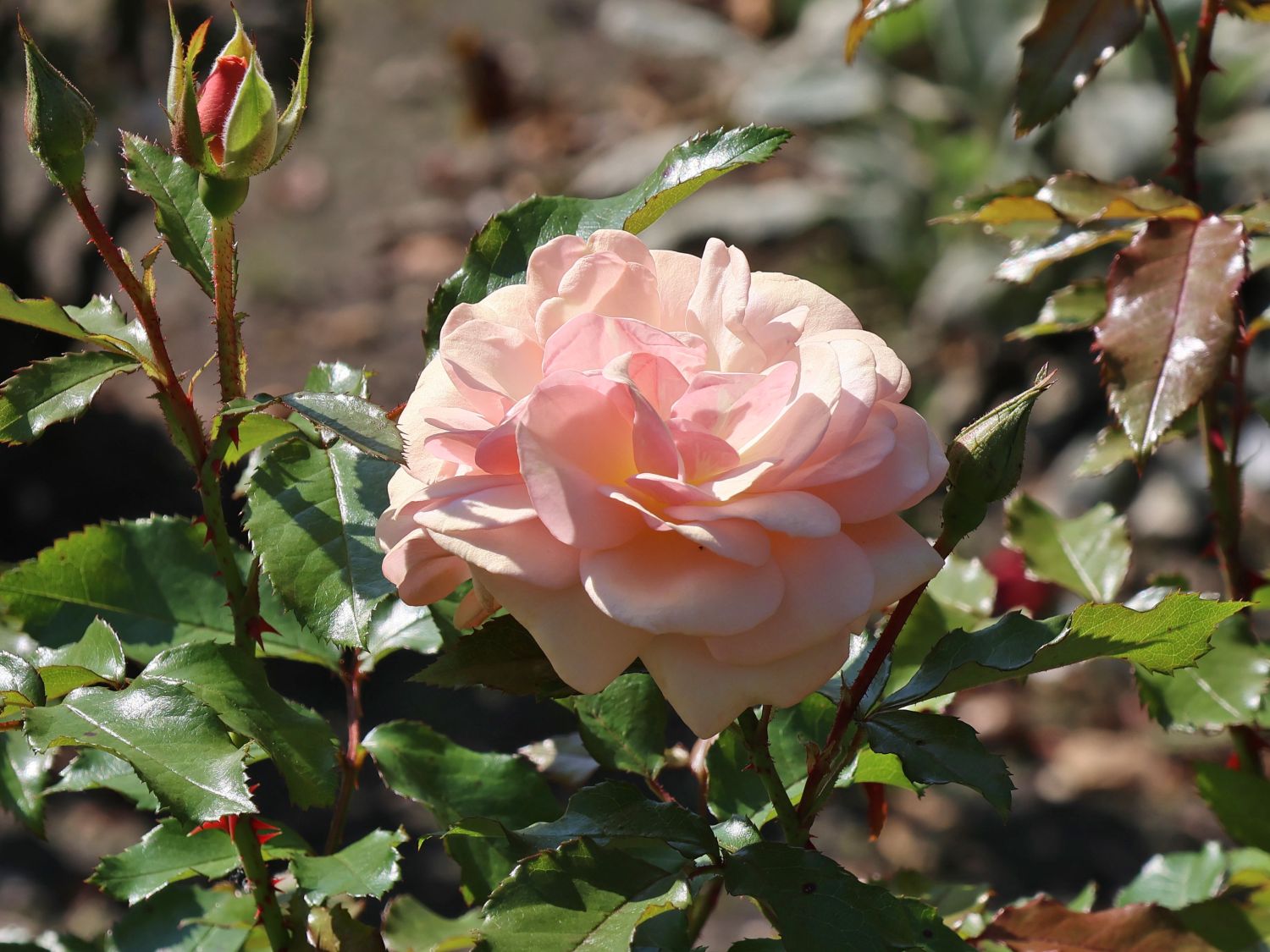 Beetrose 'Sweet Honey' ® - Rosa 'Sweet Honey' ® ADR-Rose