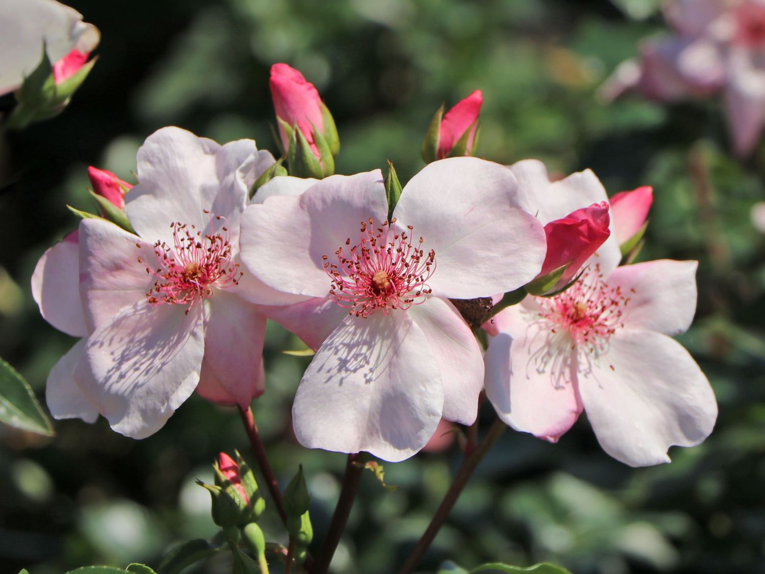 Beetrose 'Sweet Pretty'