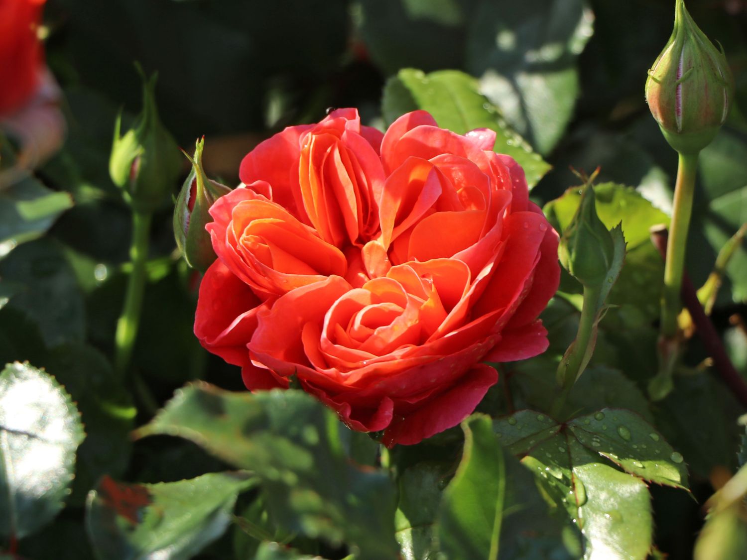 Beetrose 'Theodor Fontane Rose' ®