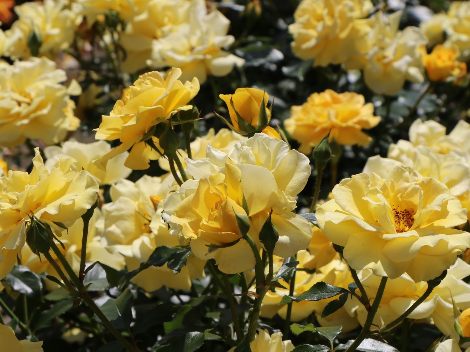 Beetrose 'Westart' ®