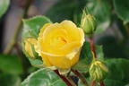 Beetrose 'Yellow Meilove' ® - Rosa 'Yellow Meilove' ® ADR-Rose