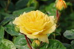 Beetrose 'Yellow Meilove' ® - Rosa 'Yellow Meilove' ® ADR-Rose