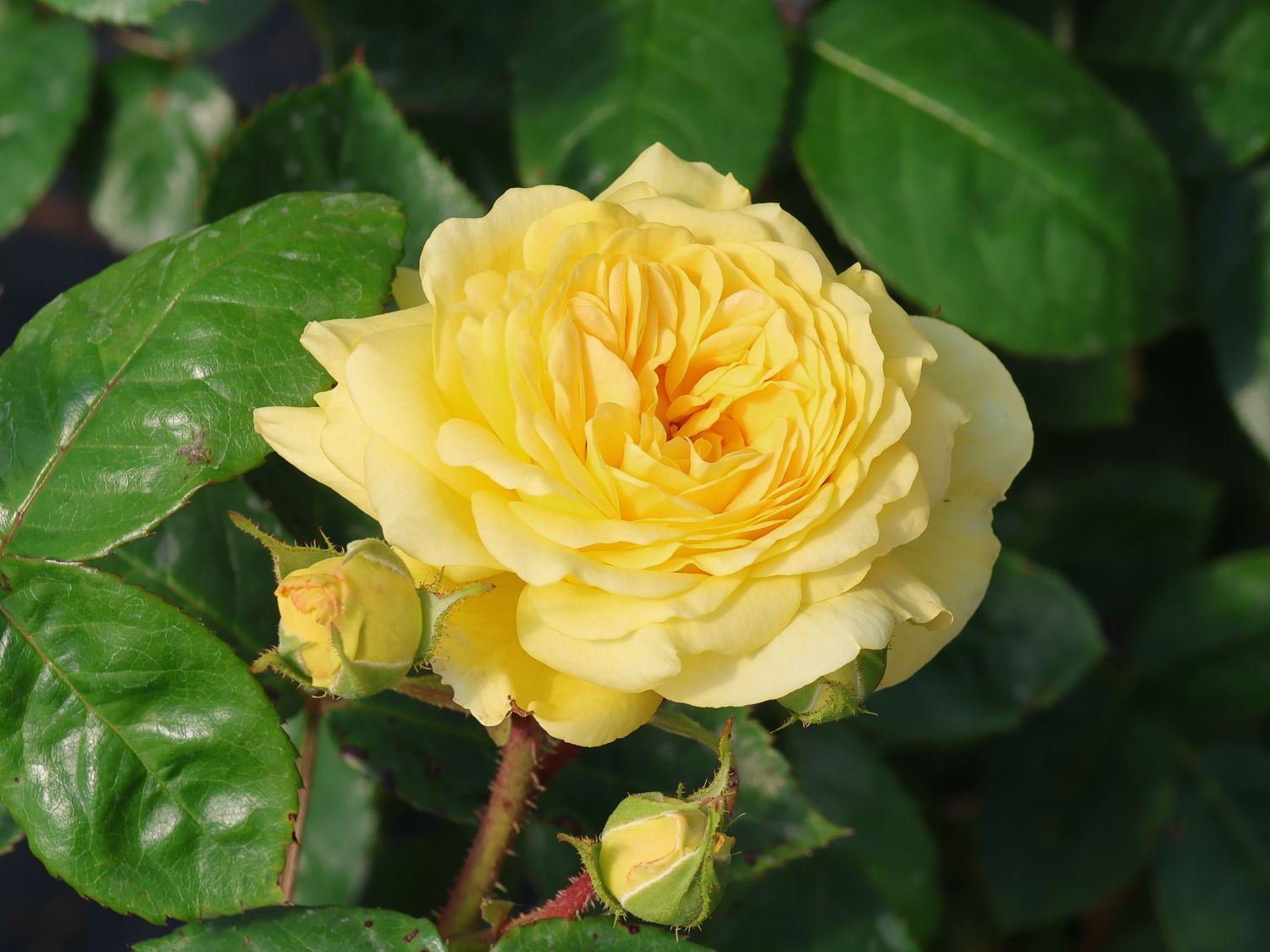 Beetrose 'Yellow Meilove' ® - Rosa 'Yellow Meilove' ® ADR-Rose