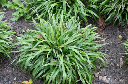 Behaarte Hainsimse - Luzula pilosa