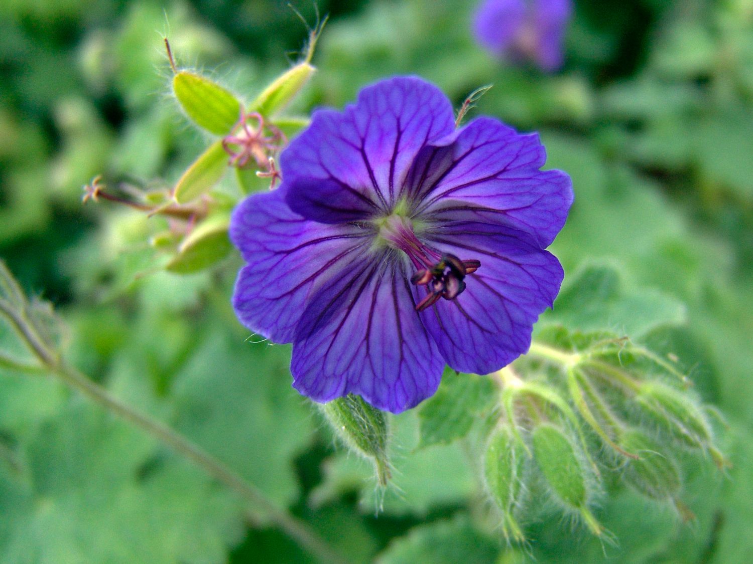 Behaarter Storchschnabel 'Turco'