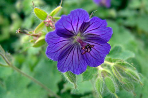 Behaarter Storchschnabel 'Turco' - Geranium ibericum 'Turco'