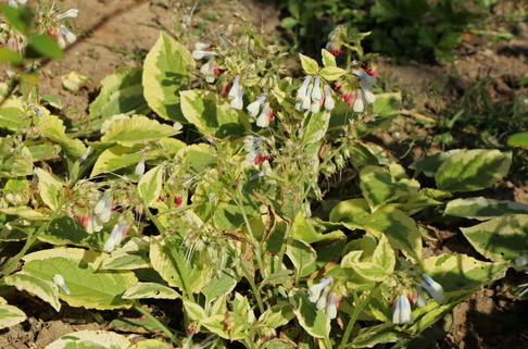 Beinwell 'Goldsmith' - Symphytum grandiflorum 'Goldsmith'