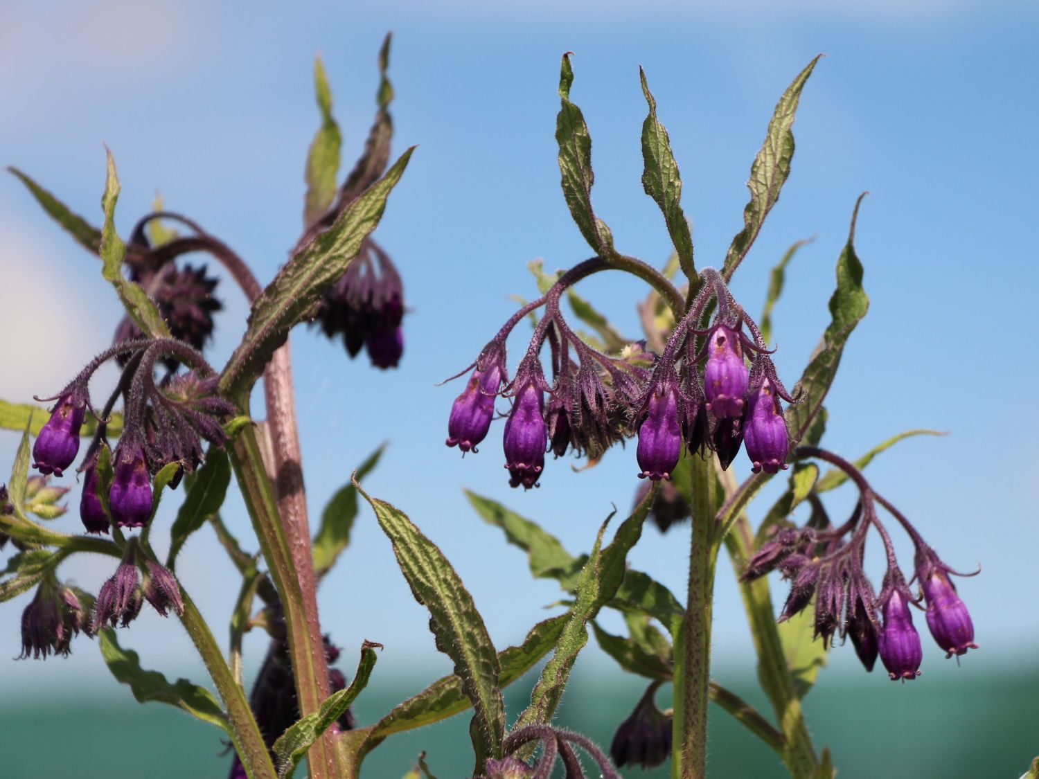 Echter Beinwell - Symphytum officinale