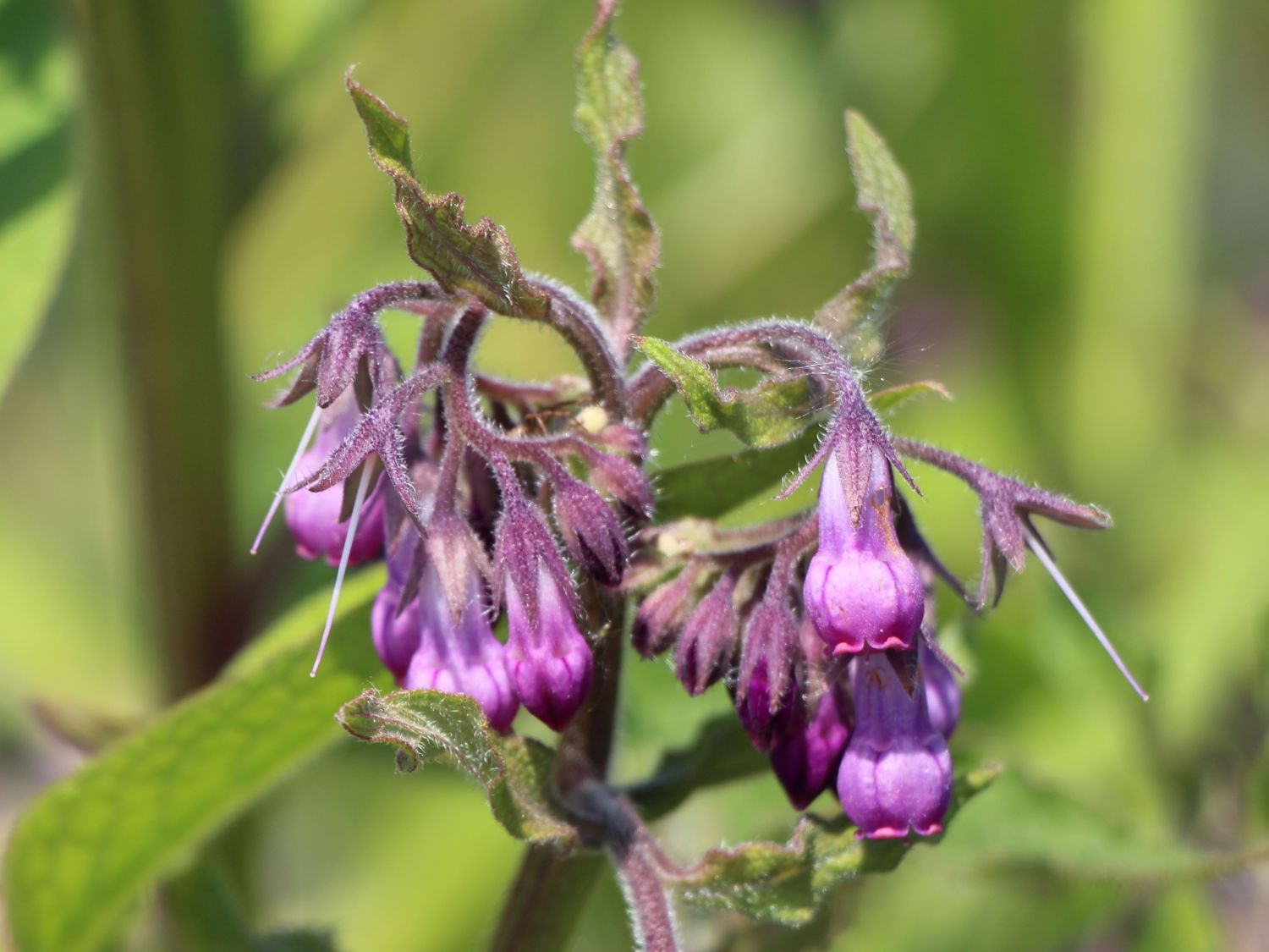 Echter Beinwell - Symphytum officinale