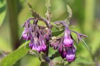 Echter Beinwell - Symphytum officinale