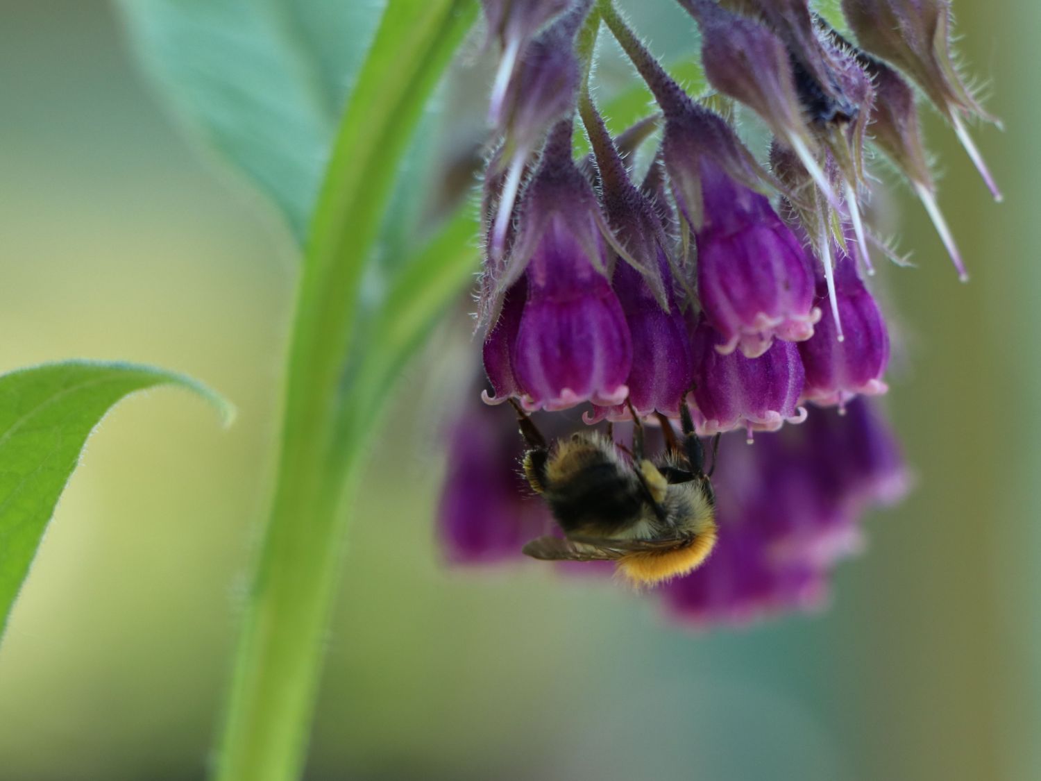 Echter Beinwell - Symphytum officinale
