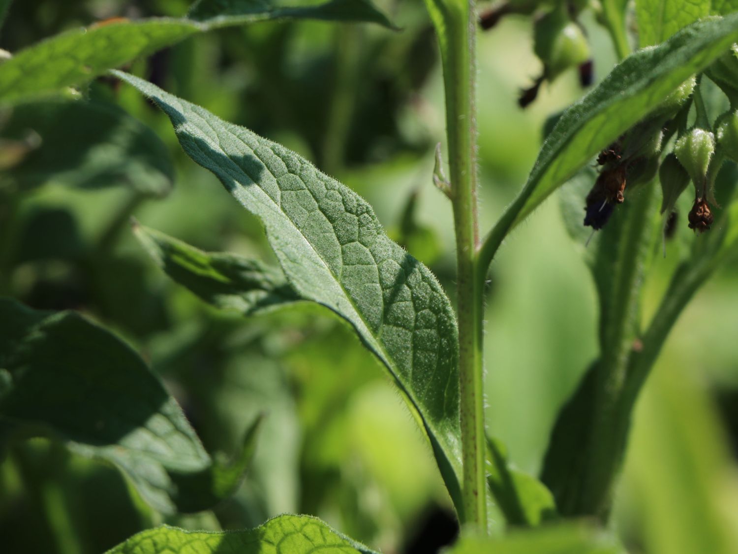 Echter Beinwell - Symphytum officinale