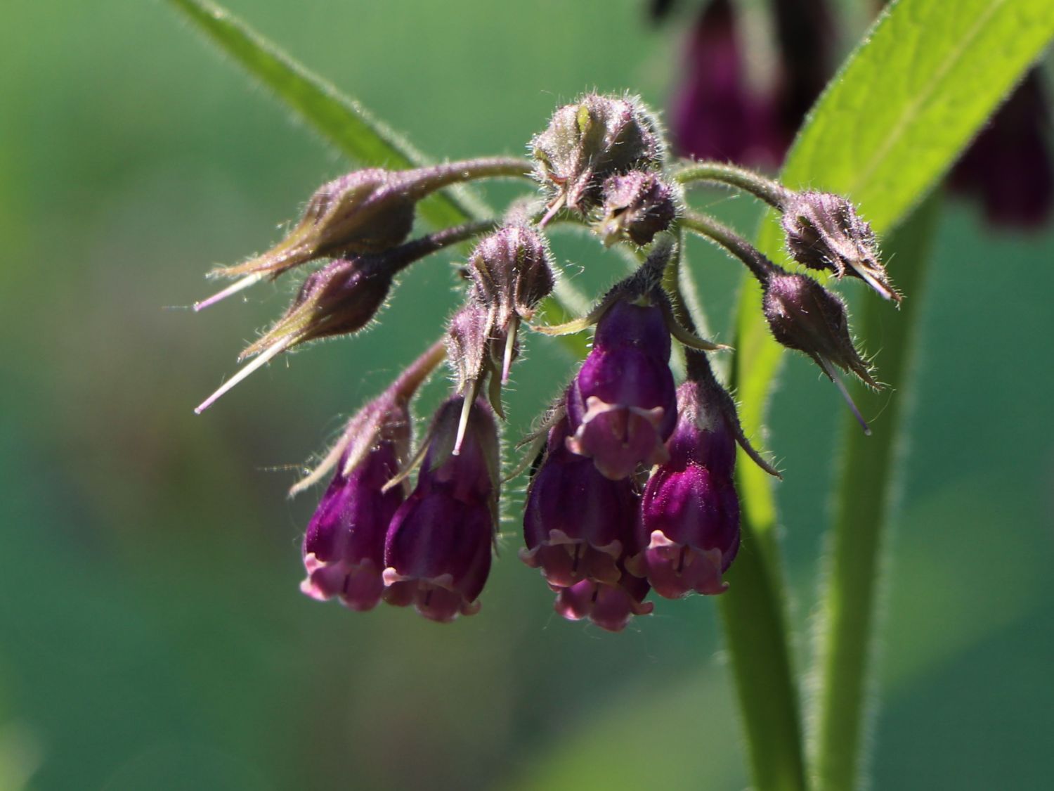 Echter Beinwell - Symphytum officinale