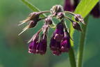 Echter Beinwell - Symphytum officinale