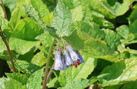 Beinwell 'Wisley Blue'