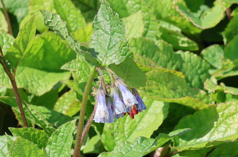 Beinwell 'Wisley Blue' - Symphytum grandiflorum 'Wisley Blue'