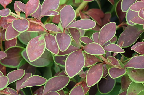 Berberitze 'Golden Ring' - Berberis thunbergii 'Golden Ring'