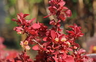Berberitze 'Lutin Rouge'