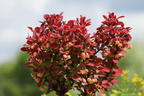 Berberitze 'Lutin Rouge' - Berberis thunbergii 'Lutin Rouge'