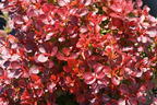 Berberitze 'Lutin Rouge' - Berberis thunbergii 'Lutin Rouge'