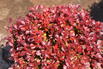 Berberitze 'Lutin Rouge' - Berberis thunbergii 'Lutin Rouge'