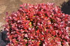 Berberitze 'Lutin Rouge' - Berberis thunbergii 'Lutin Rouge'