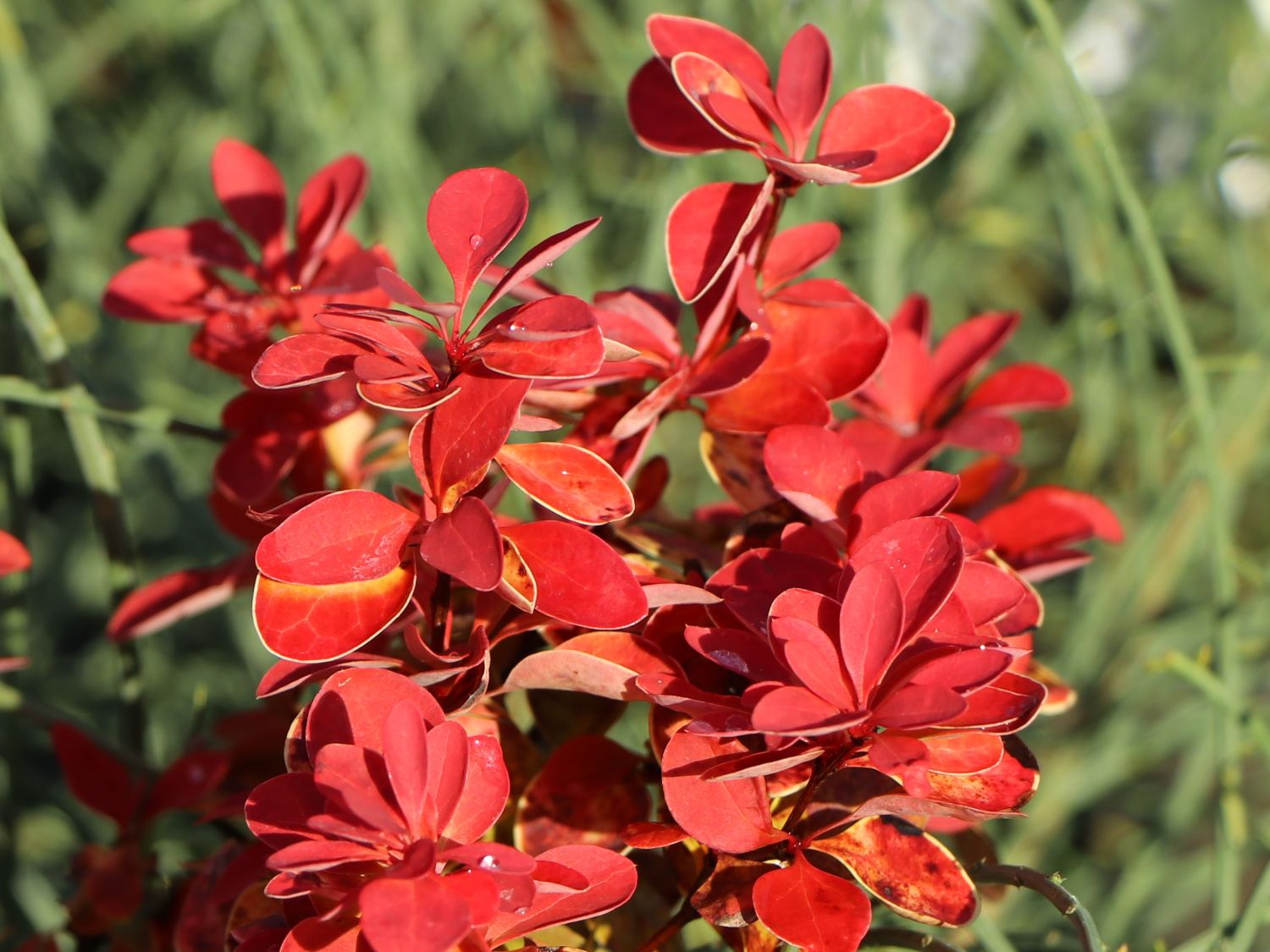 Berberitze 'Orange Ice' - Berberis thunbergii 'Orange Ice'